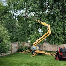 Best Palm Tree Trimming  in Machias, WA